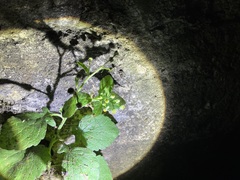 Dichrocephala integrifolia