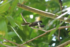 Rhipidura javanica