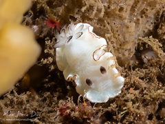 Glossodoris angasi