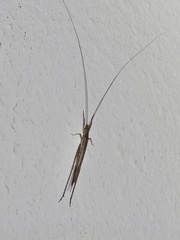 Stenoecanthus