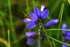 Polygala vulgaris