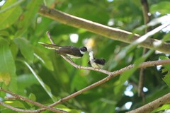 Rhipidura javanica