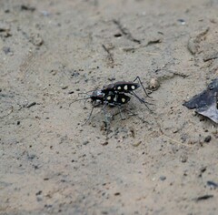 Cosmodela aurulenta aurulenta
