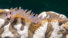 Pteraeolidia ianthina