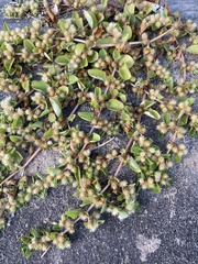 Alternanthera pungens