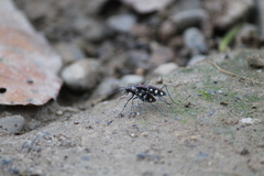 Cosmodela aurulenta aurulenta