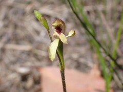 Caladenia transitoria