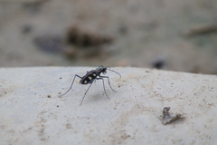 Cosmodela aurulenta aurulenta