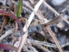 Myrmecia