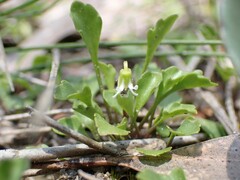 Viola cleistogamoides