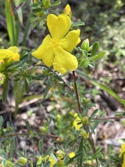 Hibbertia