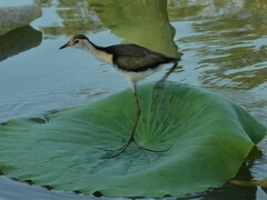 Irediparra gallinacea