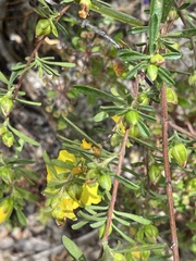 Hibbertia