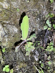 Ixeridium laevigatum