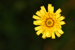 Pilosella officinarum