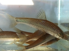 Pseudorasbora parva