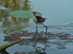 Irediparra gallinacea