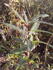 Salix gmelinii