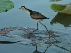 Irediparra gallinacea