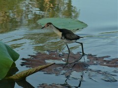Irediparra gallinacea