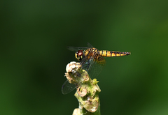 Aethriamanta brevipennis