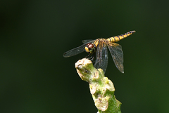 Aethriamanta brevipennis