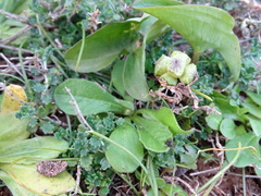 Arisarum vulgare