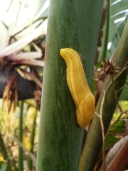 Elisolimax flavescens