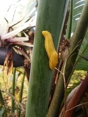 Elisolimax flavescens