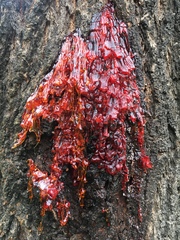 Eucalyptus sideroxylon