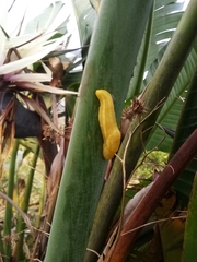 Elisolimax flavescens