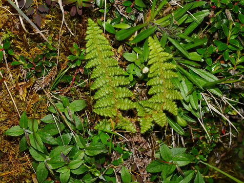 Dryopteris komarovii, photograph 4