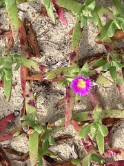 Carpobrotus glaucescens