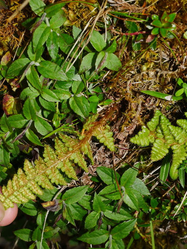 Dryopteris komarovii, photograph 5