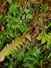 Dryopteris komarovii, photograph (c) Jacy Chen, some rights reserved (CC BY)