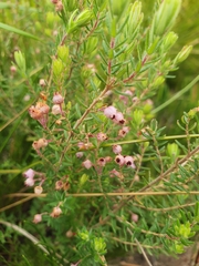 Erica grata