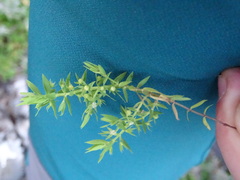 Lysimachia linum-stellatum