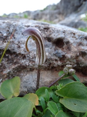 Arisarum vulgare