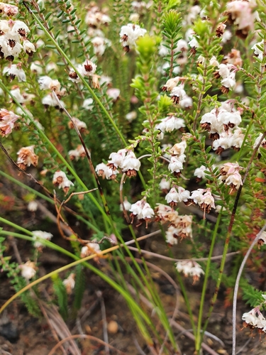 Image of Crooked Heath (Erica adunca) by (c) Michael D. Pirie, some rights reserved (CC BY)