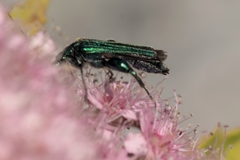 Oedemera nobilis