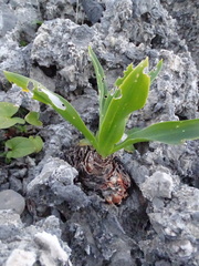 Drimia numidica