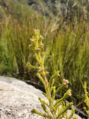 Erica hispidula