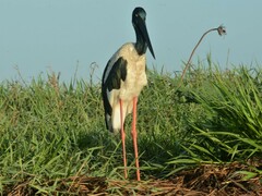 Ephippiorhynchus asiaticus