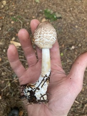 Chlorophyllum