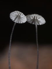 Mycena tenerrima