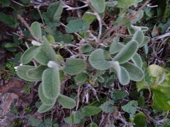 Phlomis lanata