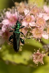 Oedemera nobilis