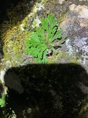Selaginella tamariscina