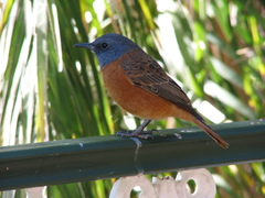Monticola rupestris