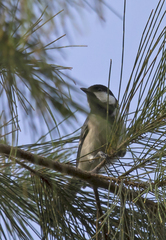 Parus cinereus